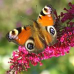 Budleja Dávidova (Buddleja Davidii) ‘LITTLE RUBY BUTTERFLY CANDY’® - výška 20-30 cm, kont. C2L